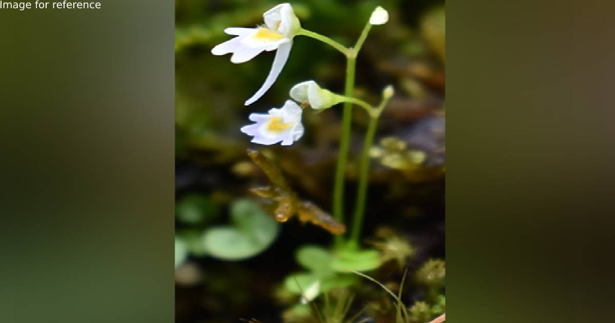 Uttarakhand Forest Department discovers rare carnivorous plant; gets published in Journal of Japanese botany